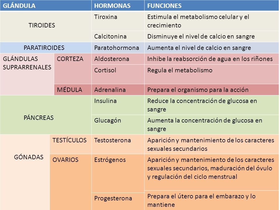Sus funciones hormonas y glandulas